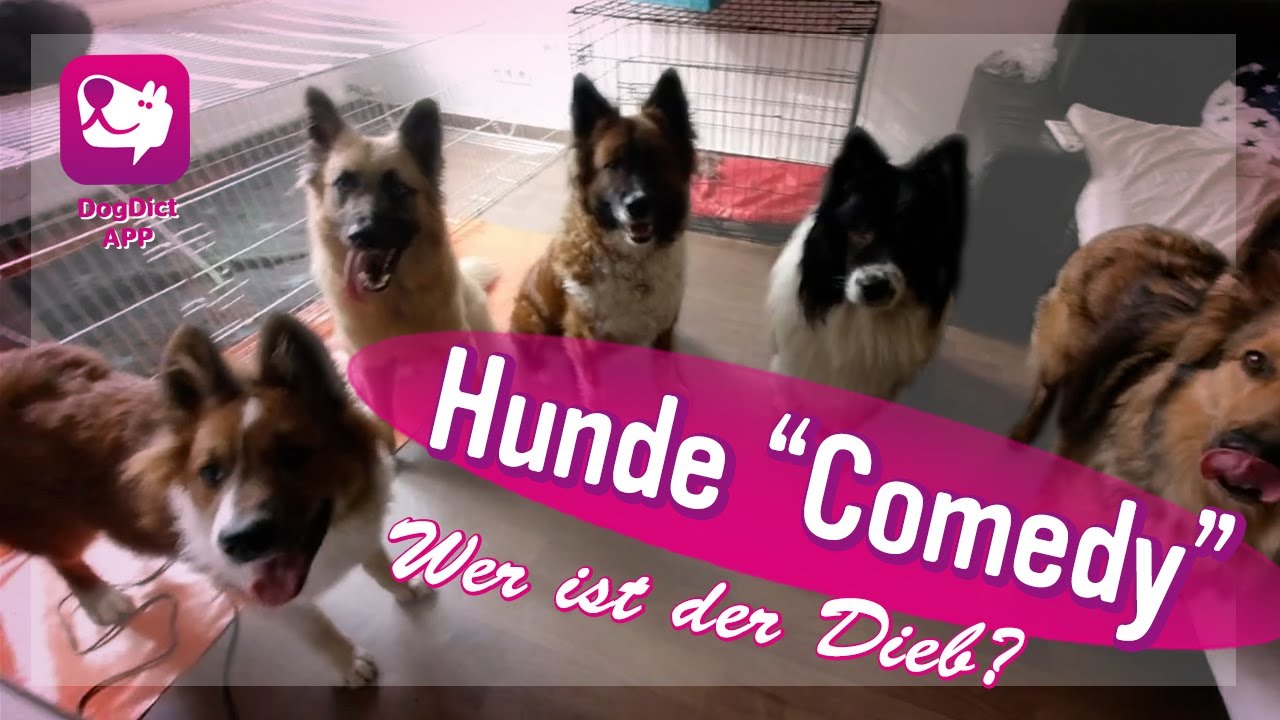 "Hunde "Comedy" Wer ist der Dieb? Hundeschule Alex Angrick sagt Spass muss sein!