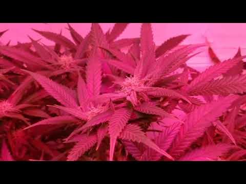 Original Raxeta - La Joaqui x Chulimane | Letra