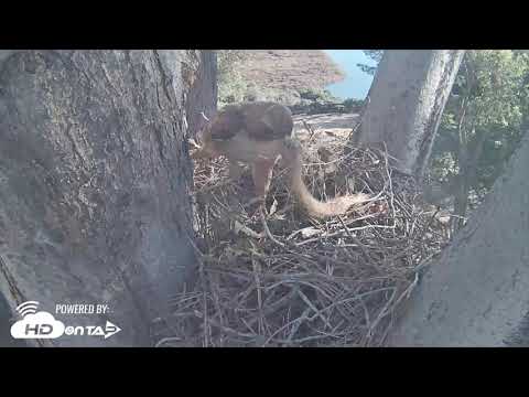 2019 - Red-Tailed Hawk Nest Visit - HDOnTap.com