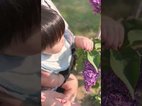 インディアンライラックの種を集める方法は？  庭園