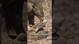 Golden Eagle vs Venomous Rattlesnake