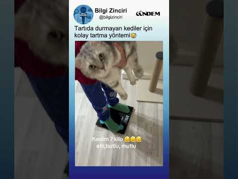 Tartıda Durmayan 7KG Kediyi Kolayca Tartma Yöntemi😅