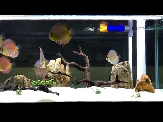 My Discus Aquarium Tank (HD)