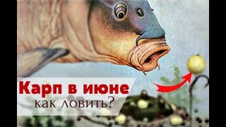 Где лучше ловить карпа в июне на пруду