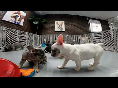 French Bulldog TV
