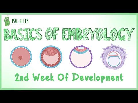 Basics of Embryology | Second Week of Development