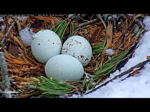 Big Red Lays Egg #3 in #CornellHawks Nest – April 1, 2021