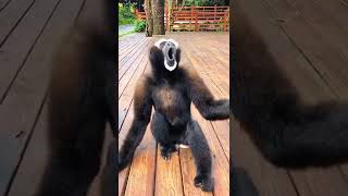 Download lagu Suara siamang part 3 mp3