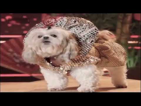 PUP STAR WORLD TOUR - MING EVERYBODY DANCE