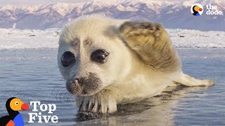 Seal Pup Waves To Photographer + Other Amazing Animal Encounters | The Dodo Top 5