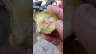 Download lagu makan buah kedondong dan petik, beginilah biji buahnya subscribe ya gaess 🙏 #kedondong  #vidioshort mp3