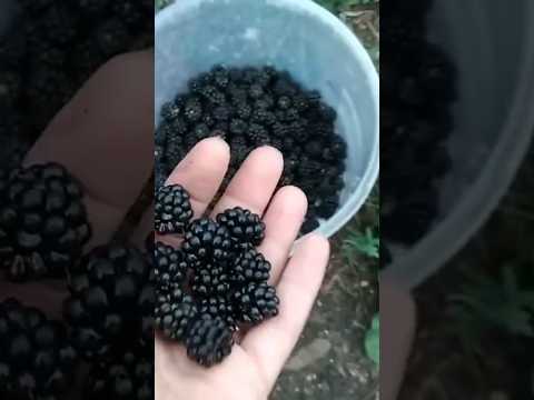 #jeżyny #nalewka z jeżyn