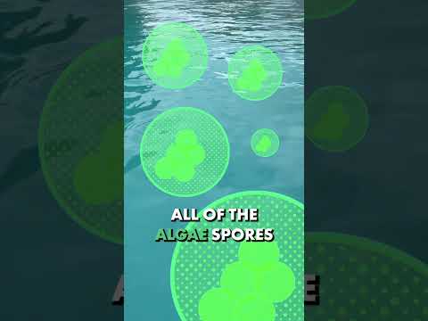 This ONE Thing Kills Pool Algae (and It's Not Algaecide)
