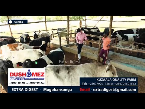 FRANK KUZAALA-Mugandawange yampisa bubi nnyo,kati ssejjusa era nakola 'farm' y'ente #extradigest