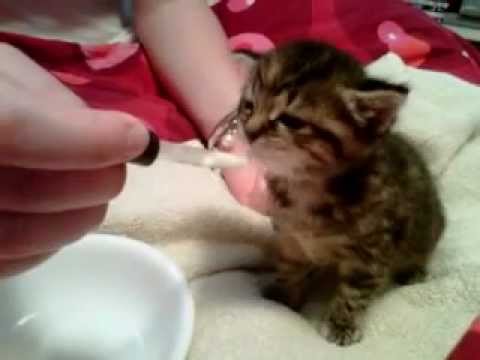 Feeding kitten formula @ 3 weeks old
