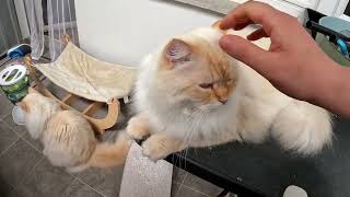 update dos gatos#gateiraporamor #cat #pets #gatos