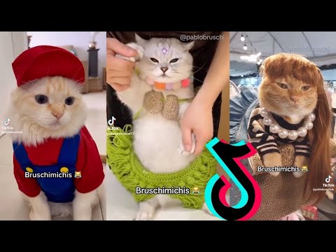BRUSCHIMICHIS 😹 | 10 Horas De Risa | Gatos Divertidos y Chistosos