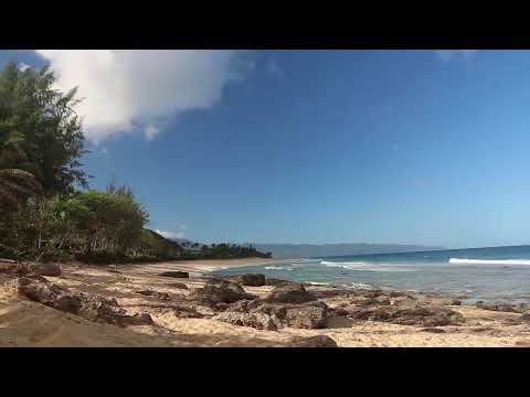 Sunset Beach - Hawaii - Mitra Ketu dog