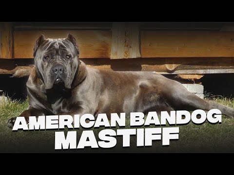 American Bandogge Mastiff: Unveiling The Mystery of Regal Beast
