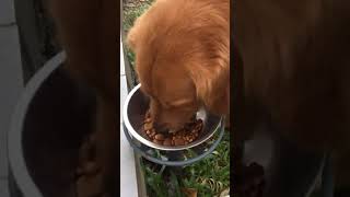 น้องมอนโด้ สุนัขพันธุ์โกเด้น อิ่มอร่อยกับอาหารทุกวัน