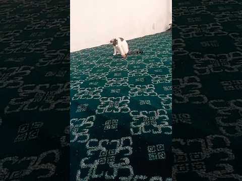 #cute #cat #catvideo #youtubeshorts 🤗❤️🐈‍⬛