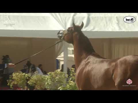 N 111 MISK AL ORASIA   7th Bahrain Breeders Show 2021   Colts 3 Years Old Class 8