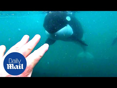 Incredible moment killer whales brush past swimmer in New Zealand