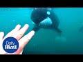 Incredible Moment Killer Whales Brush Past Swimmer In New Zealand