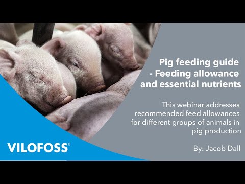 WEBINAR: Pig feeding guide - feeding allowance and essential nutrients