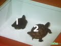 Sesame Street Baker 2 HD