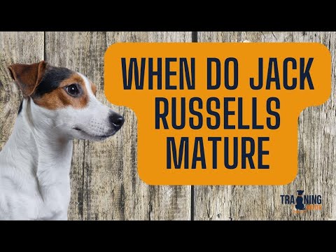 YouTube video about: When is a jack russell considered a senior dog?