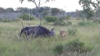 Lion pride brings down buffalo