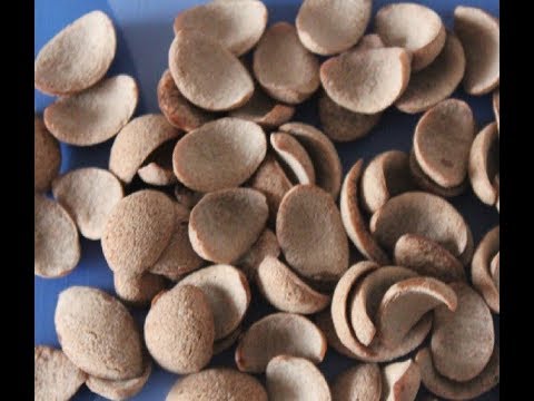 sugar coated choco flake chocos cereals champ crispy flakes choco plunge machine line