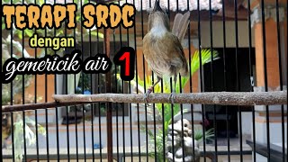 Download lagu Terapi untuk SRDC muda hutan agar cepat nyaut. Dengan suara burung asli ( gemericik air keras ) mp3