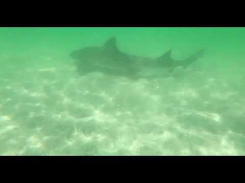 One Hour Leopard Shark Snorkel Tour for One at Everyday California (Up to 42% Off) - Second Medium