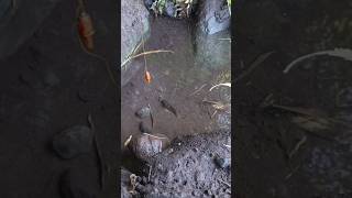 Download lagu snakehead fish fishing,snakehead fish fishing rod- SNAKEHEAD FISH #shorts #fish #channa #viralvideo mp3 Download lagu snakehead fish fishing,snakehead fish fishing rod- SNAKEHEAD FISH #shorts #fish #channa #viralvideo mp3