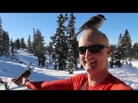 威士忌傑克--鳥語者--加拿大的國家鳥類--灰鴉。 (Whiskey Jacks - The Bird Whisperer - The Gray Jay Canada's National Bird)