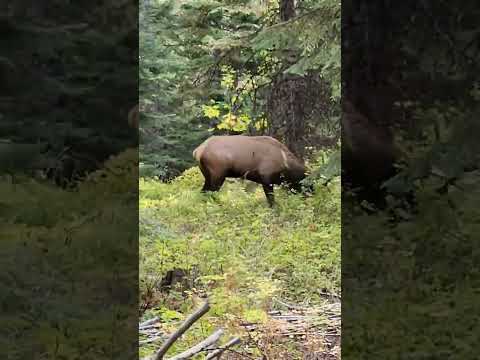 Kill shot! Full video posted #elkhunting #huntpnw #huntoregon #archeryhunting #bowtech #elk #wapiti