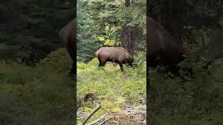 Download lagu Kill shot! Full video posted #elkhunting #huntpnw #huntoregon #archeryhunting #bowtech #elk #wapiti mp3