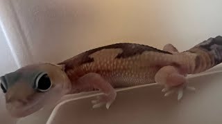 ニシアフの朝