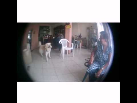 A Day with my goberian dog