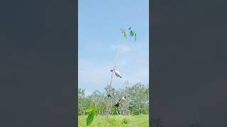 Download lagu MIKAT BURUNG KUTILANG#shorts mp3 Download lagu MIKAT BURUNG KUTILANG#shorts mp3