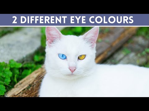 Why Some CATS Have TWO DIFFERENT EYE COLORS 🐱👀 (Heterochromia in Cats)