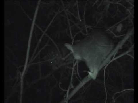 Possum Fight: Cocoa v Olaf