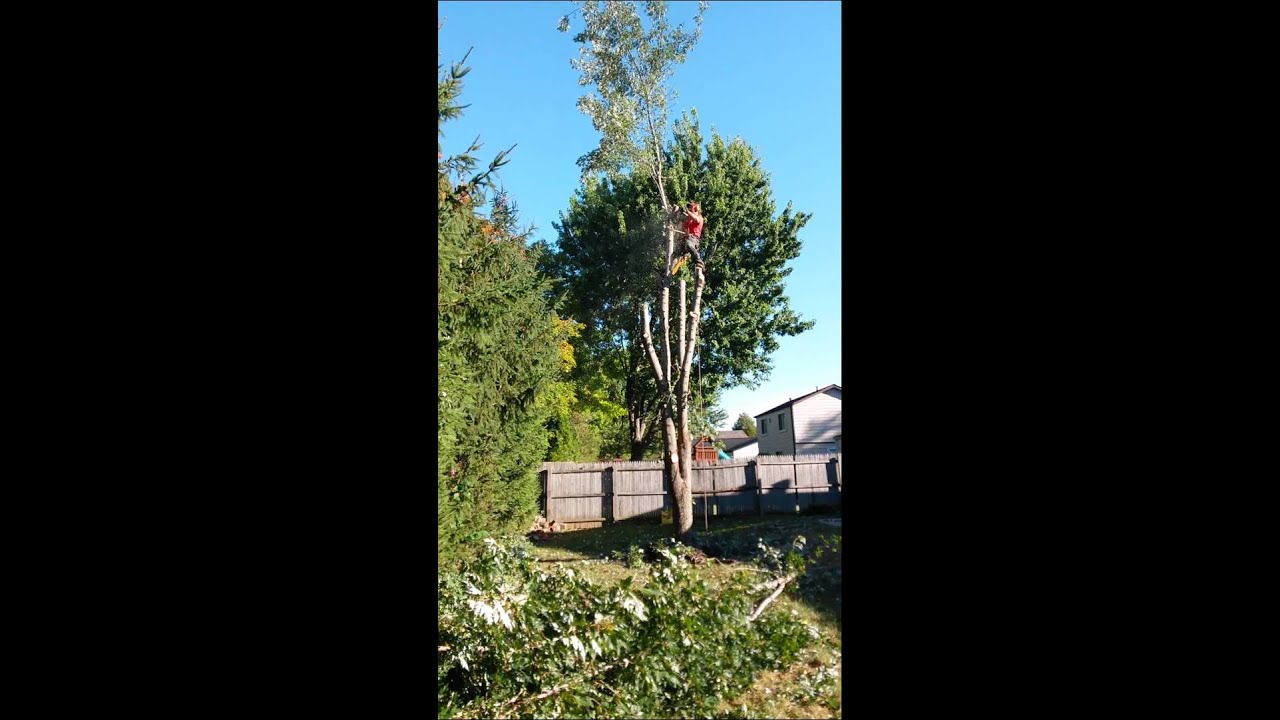 Mike's tree and stump services