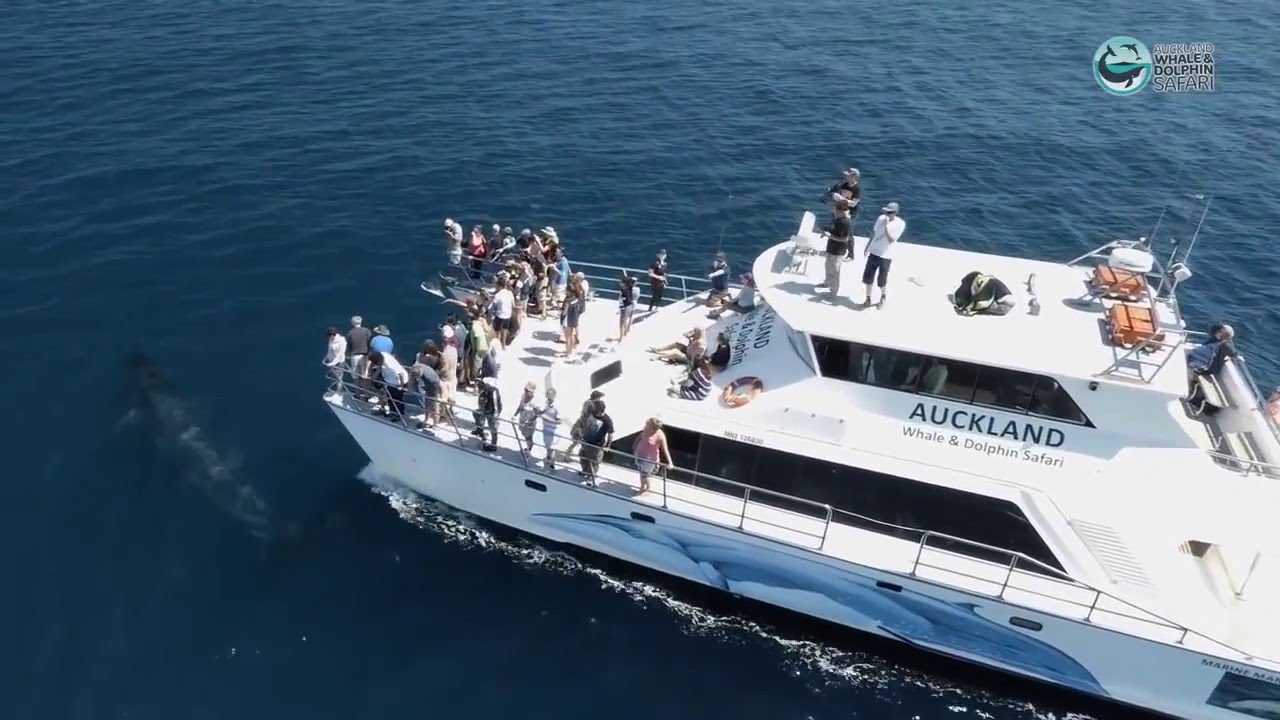 Discover the awe-inspiring highlights of Whale & Dolphin Watching Cruises.