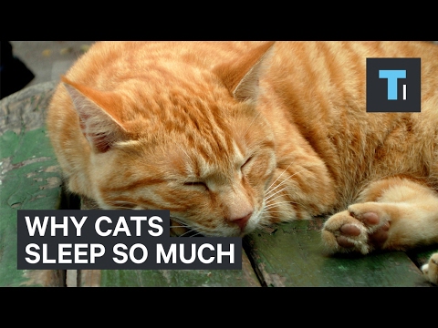 Why Cats Sleep So Much - YouTube