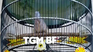 Download lagu AMUNISI JALAN JALAN TAHUN 2022 RING TGM BIRD FARM... mp3