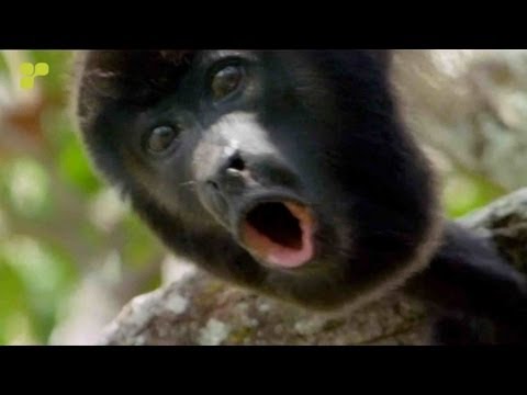Union Jack - Gibbon  [Platipus]  *Official Video*