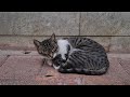Poor Tabby Cat That Sleeps Hungry Because It Can T Find Food